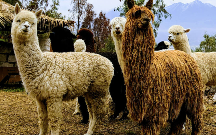 white and brown alpacas in a corral, facing the camera